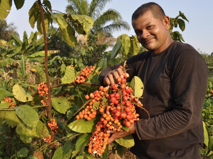 Guaraná de Maués representará Amazonas em feira internacional de gastronomia