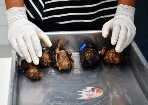 FVS realiza treinamento de prevenção à raiva em Manaus e mais 14 cidades