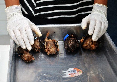 FVS realiza treinamento de prevenção à raiva humana para 15 cidades do Amazonas