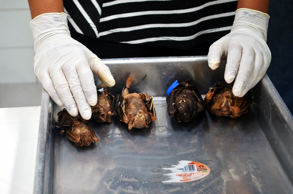 FVS realiza treinamento de prevenção à raiva humana para 15 cidades do Amazonas