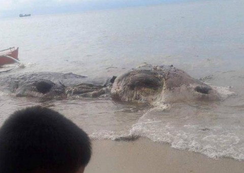 Criatura bizarra surge para aterrorizar banhistas e intriga internautas