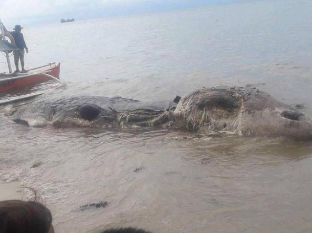 Criatura bizarra surge para aterrorizar banhistas e intriga internautas