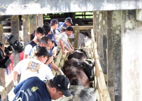 Inicia campanha de vacinação contra Febre Aftosa no Amazonas