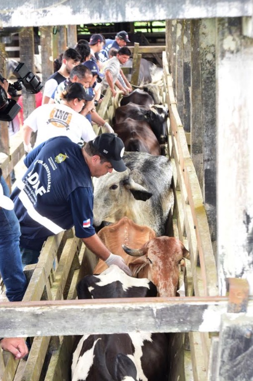 Inicia campanha de vacinação contra Febre Aftosa no Amazonas