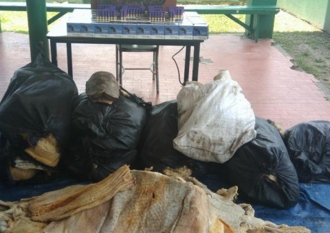 Embarcação é flagrada com 400kg de pirarucu ilegal e 2 mil munições escondidas