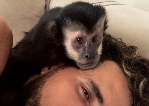 Macaco de Latino, Twelves, morre atropelado e cantor está devastado 