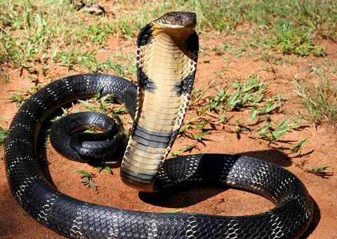 Encantador de cobras morre ao ser picado por serpente venenosa