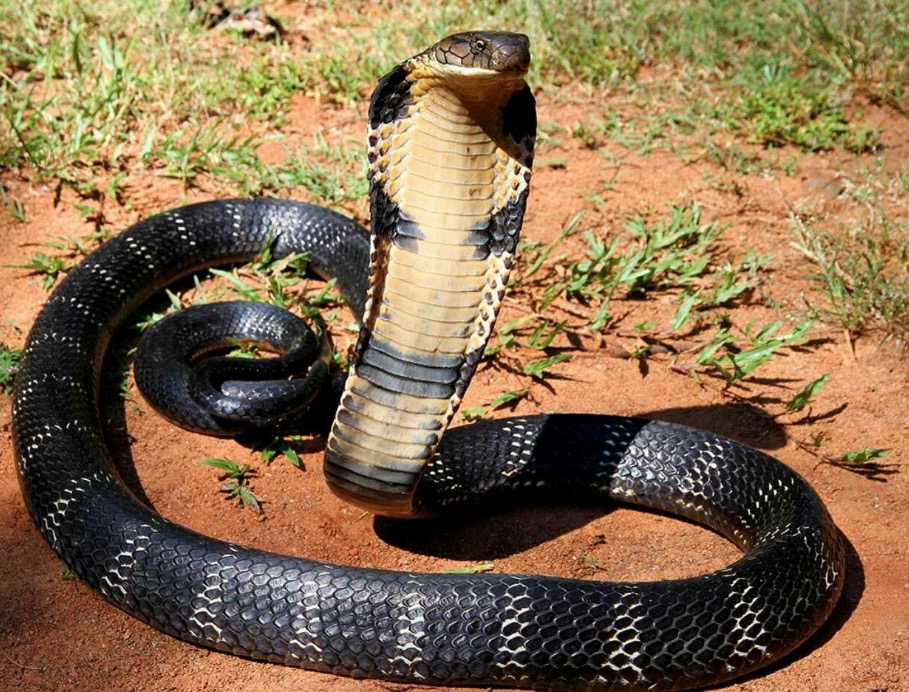 Encantador de cobras morre ao ser picado por serpente venenosa