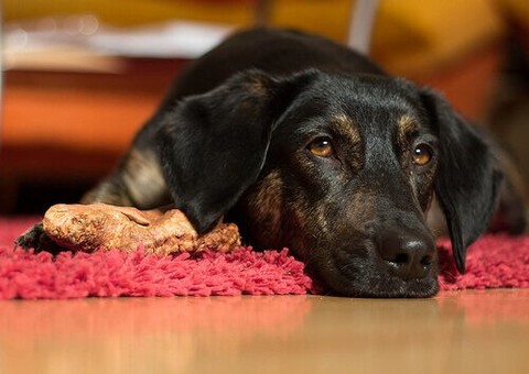 Ovo de Páscoa pode provocar intoxicação grave nos pets e pode até levar a morte 