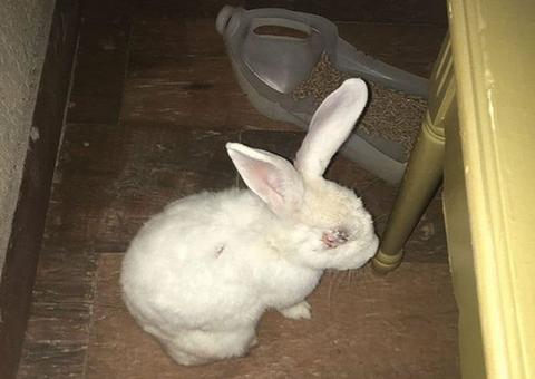 Coelho fica ferido ao ser usado na decoração de Páscoa 