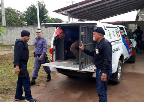 Vereador e comparsa são presos suspeitos de vender bois roubados no Amazonas
