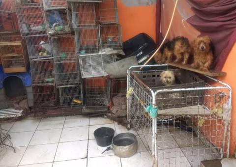 Mais de 100 cães, gatos e aves vítimas de maus-tratos são resgatados