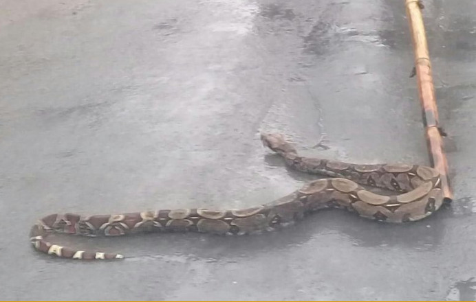 Jiboia de dois metros é flagrada atravessando rua em Manaus