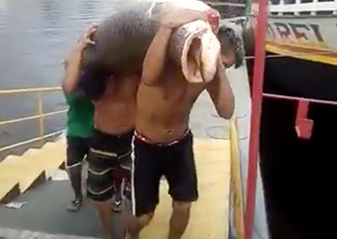 Vídeo mostra homens carregando 'monstro do rio' no Porto de Manaus