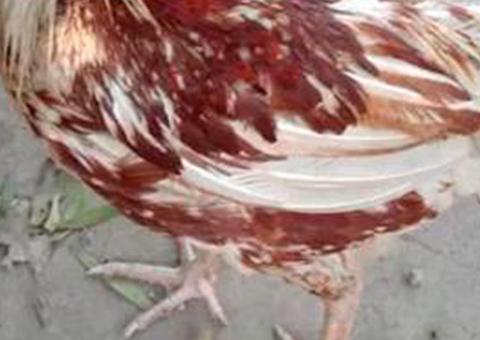 Galinha sobrevive sem cabeça há 9 dias e fotos chocantes viralizam na internet