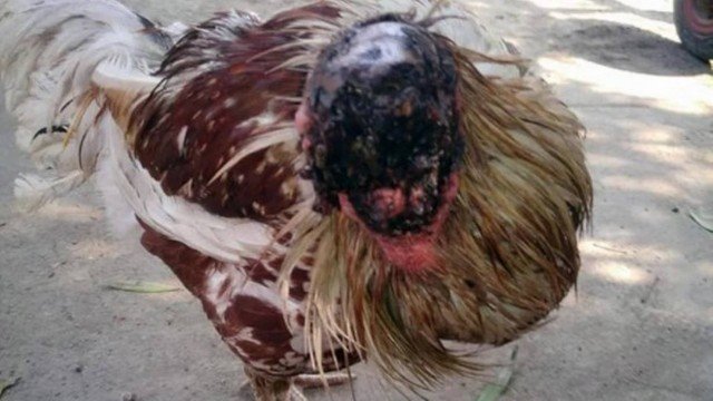 Galinha sobrevive sem cabeça há 9 dias e fotos chocantes viralizam na internet
