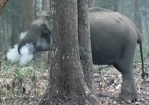 Vídeo de elefante 'fumando' viraliza e intriga cientistas 