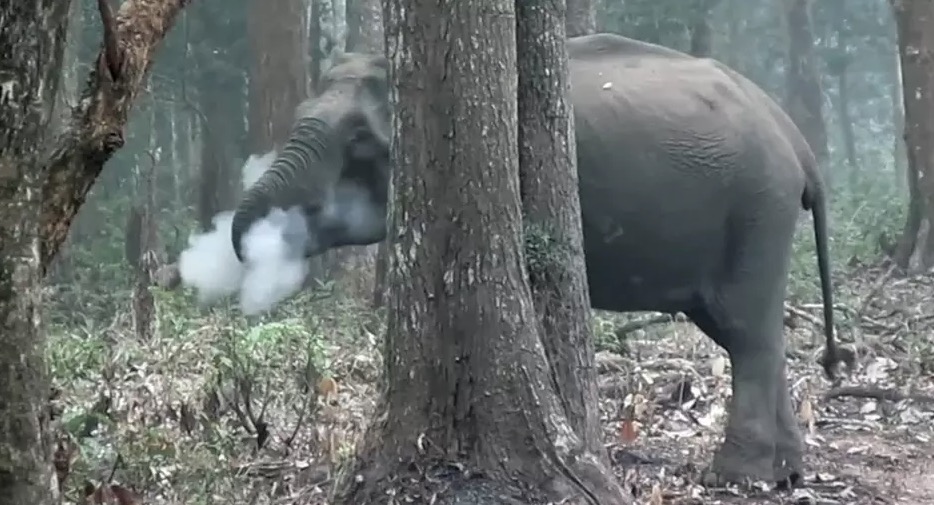 Vídeo de elefante 'fumando' viraliza e intriga cientistas 