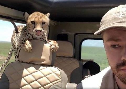  Turista toma atitude inusitada para sobreviver a Guepardo que invadiu seu carro