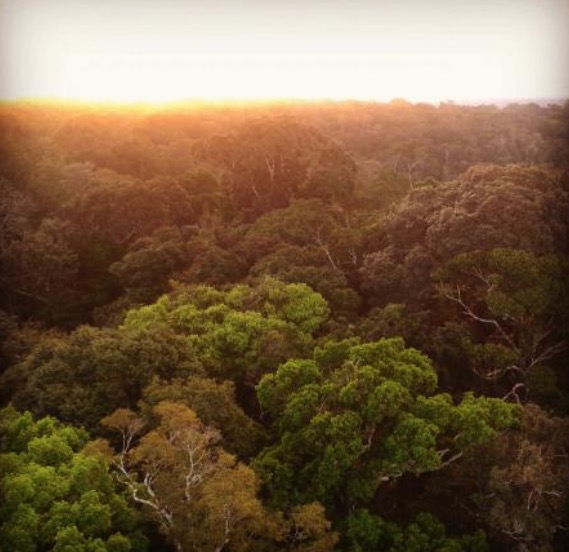  Páscoa pode ser celebrada com pôr do sol na torre de observação do Museu da Amazônia