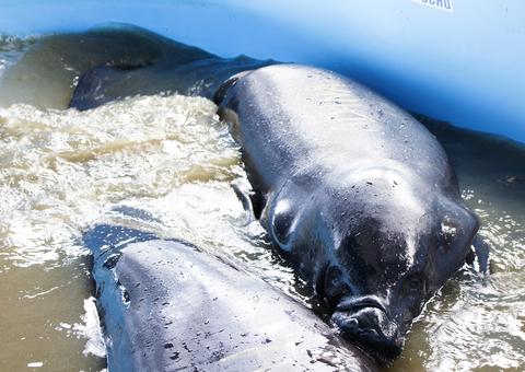  Maior soltura de peixes-boi do País foi realizada no rio Purus