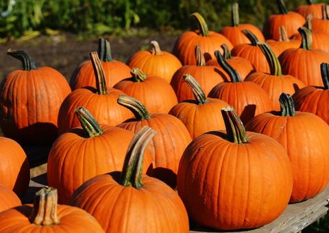 Abóbora pode provocar intoxicações alimentares severas