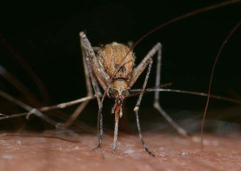 O mosquito sabe quando você está tentando matar ele? Ciência responde