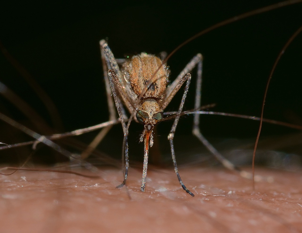 O mosquito sabe quando você está tentando matar ele? Ciência responde