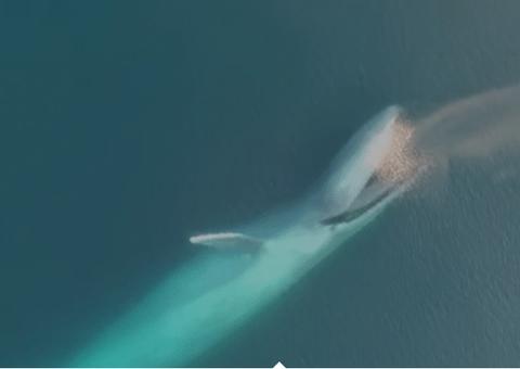 Pela primeira vez na história, filmaram maior animal do mundo se alimentando