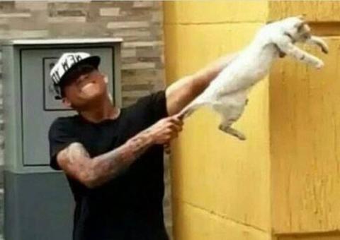 Jogadores são expulsos de time após maltratarem gato e imagens vazarem na web