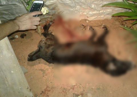 Homem é preso após matar cachorrinho a facadas em Manaus