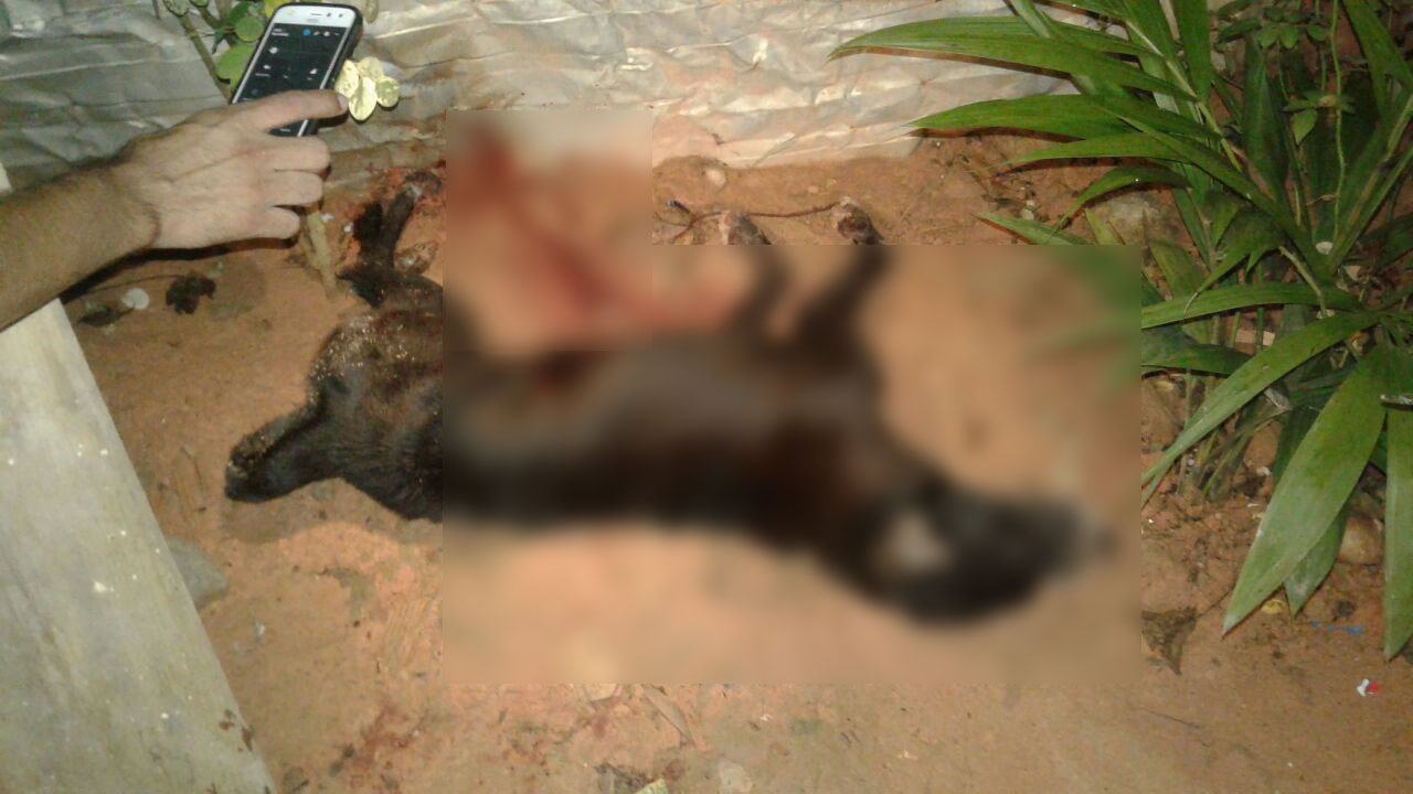 Homem é preso após matar cachorrinho a facadas em Manaus