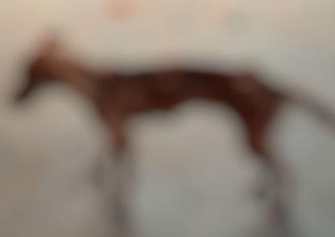 Homem é preso acusado de matar cachorro do vizinho a facadas em Manaus