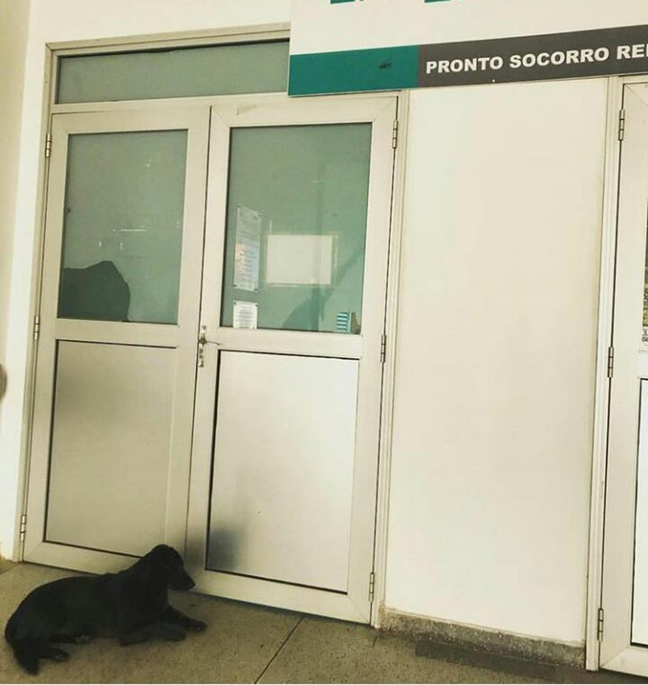 Cachorra espera por 18 horas pelo dono internado no hospital 