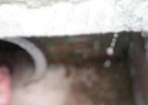 Cachorro encontra recém-nascida abandonada em esgoto coberta de formigas