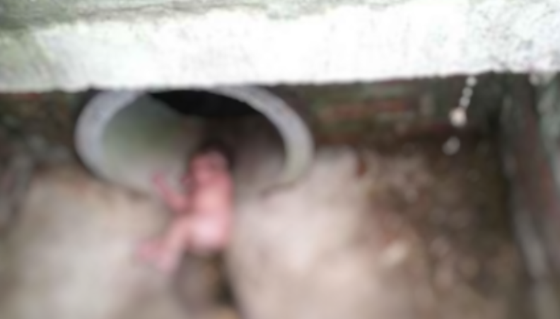 Cachorro encontra recém-nascida abandonada em esgoto coberta de formigas