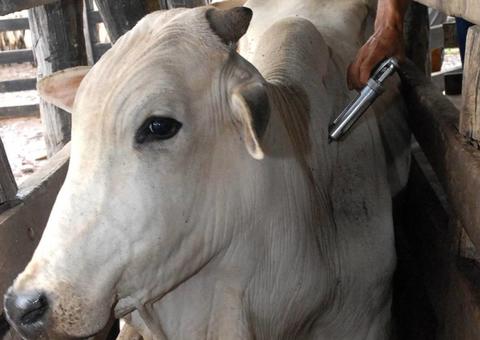 Amazonas pode se tornar livre de Aftosa sem vacinação até 2020   