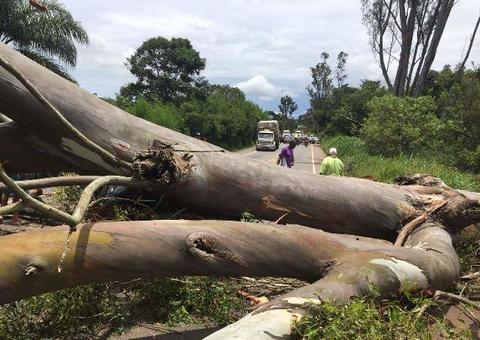 Homem morre esmagado por árvore em Rondônia 