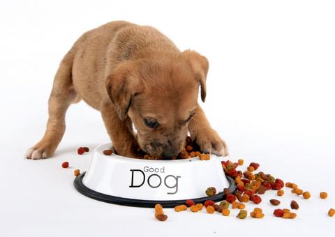 Seu cachorro está com fome toda hora? Isso pode indicar problemas mais sérios