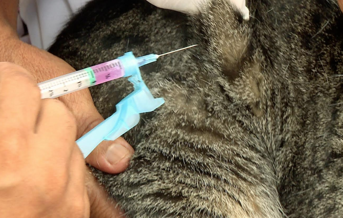CCZ oferece vacinação gratuita de animais no Prosamim