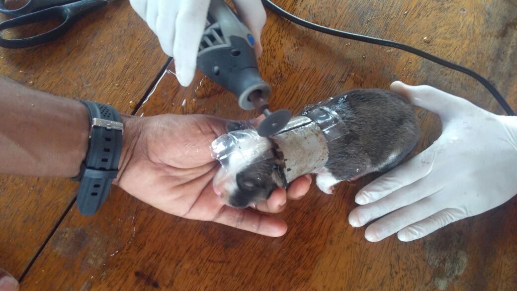 Cachorrinho prende pescoço em tubo e é resgatado por bombeiros no Amazonas 
