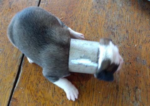 Cachorrinho prende pescoço em tubo e é resgatado por bombeiros no Amazonas 