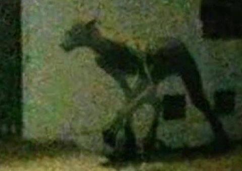 Criatura bizarra causa pânico em cidade e viraliza na internet