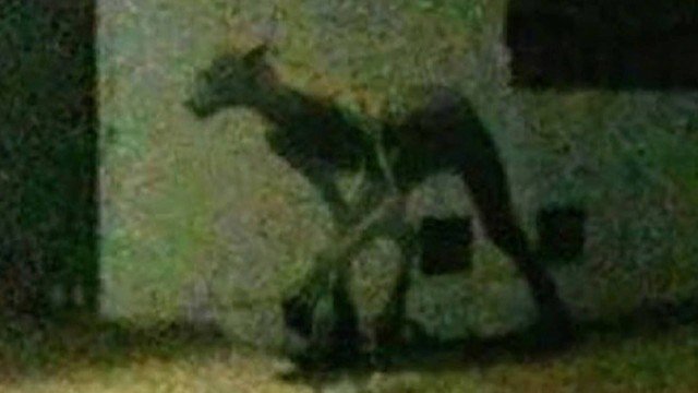 Criatura bizarra causa pânico em cidade e viraliza na internet
