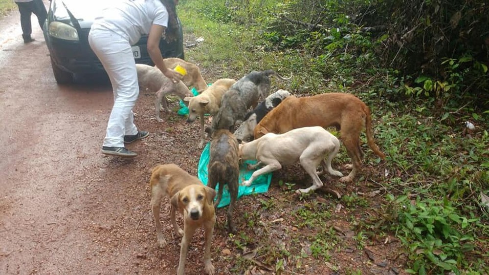  ONG pede ajuda após encontrar mais de 25 cães abandonados na AM 070