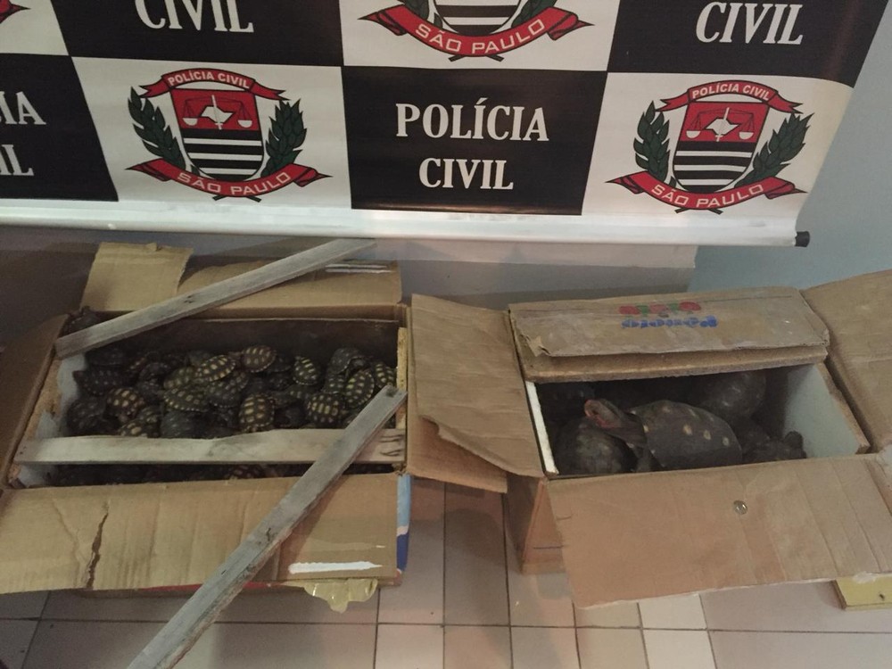 Polícia apreende 200 tartarugas e mais de 20 macacos em ônibus 