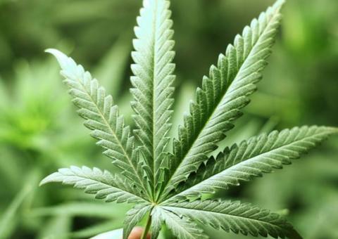 Maconha alivia estresse e ansiedade, mas pode piorar depressão no longo prazo