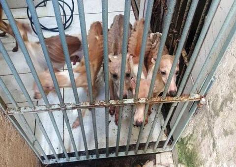 Cães de raça nobre são encontrados desnutridos e abandonados dentro de casa