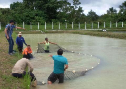 Pirarucus fazem primeira desova natural em Centro de Tecnologia no Amazonas