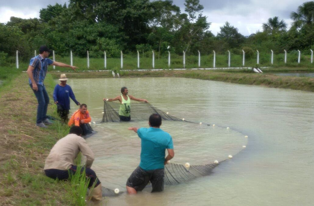 Pirarucus fazem primeira desova natural em Centro de Tecnologia no Amazonas